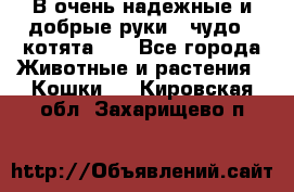 В очень надежные и добрые руки - чудо - котята!!! - Все города Животные и растения » Кошки   . Кировская обл.,Захарищево п.